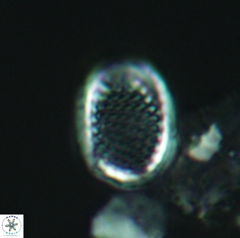 Cribrosphaerella ehrenbergii 3069