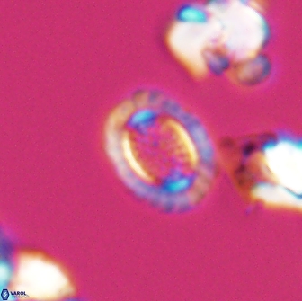 Cribrosphaerella ehrenbergii 8616