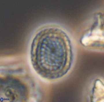 Cribrosphaerella ehrenbergii 9910