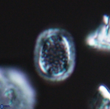 Cribrosphaerella ehrenbergii 9914