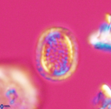 Cribrosphaerella ehrenbergii 9915