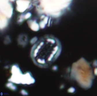 Cribrosphaerella linea 1506