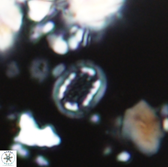 Cribrosphaerella linea 1506