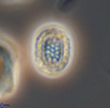 Cribrosphaerella linea 10005