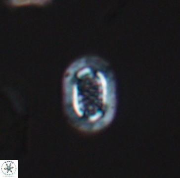Cribrosphaerella linea 10000