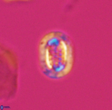 Cribrosphaerella linea 10001