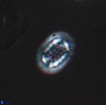 Cribrosphaerella linea 10002