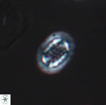 Cribrosphaerella linea 10002