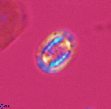 Cribrosphaerella linea 10003