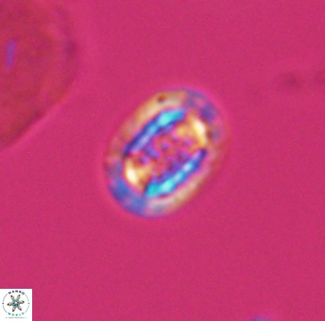 Cribrosphaerella linea 10003