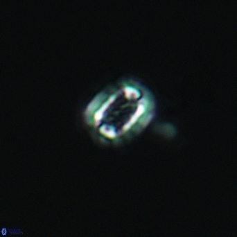 Cribrosphaerella linea 3003