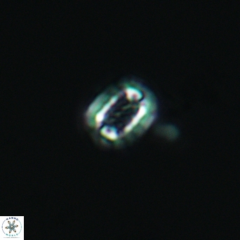 Cribrosphaerella linea 3003