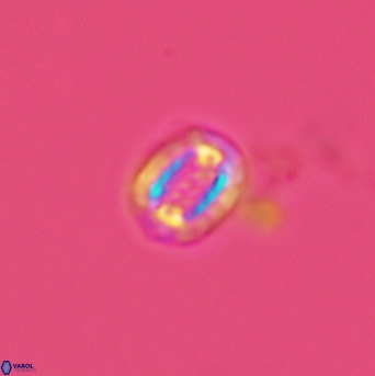 Cribrosphaerella linea 3004