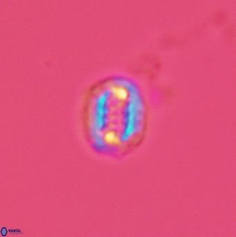 Cribrosphaerella linea 3005