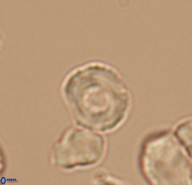 Cruxiorum germanica 10537