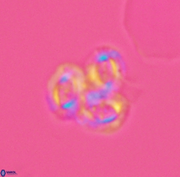 Crucibiscutum bosunensis 2731