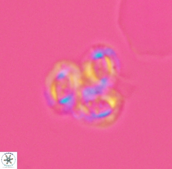 Crucibiscutum bosunensis 2731
