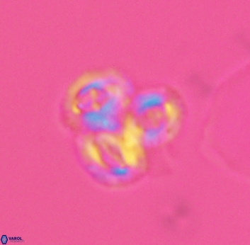 Crucibiscutum bosunensis 2732