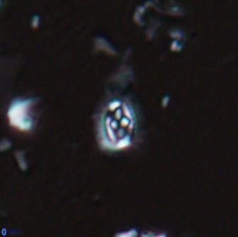 Crucibiscutum hayii 17024