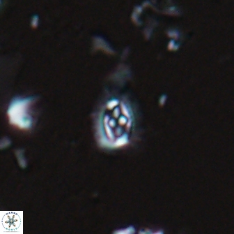 Crucibiscutum hayii 17024