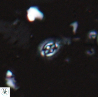 Crucibiscutum hayii 17026