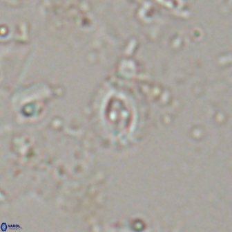 Crucibiscutum hayii 17028