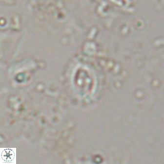 Crucibiscutum hayii 17028