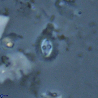 Crucibiscutum hayii 17029