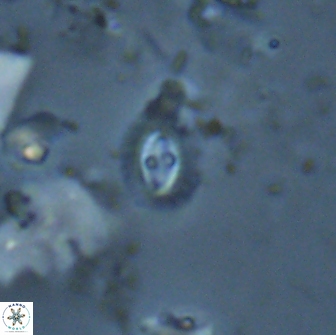 Crucibiscutum hayii 17029