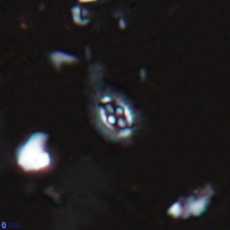 Crucibiscutum hayii 17022
