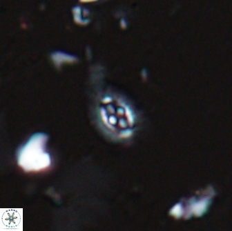 Crucibiscutum hayii 17022