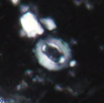 Crucibiscutum pinnatus 19638