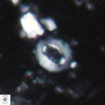 Crucibiscutum pinnatus 19638