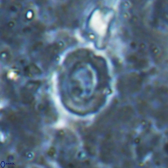 Crucibiscutum pinnatus 19645