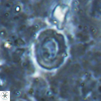 Crucibiscutum pinnatus 19645