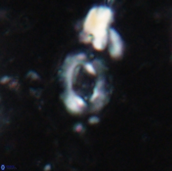 Crucibiscutum pinnatus 19641