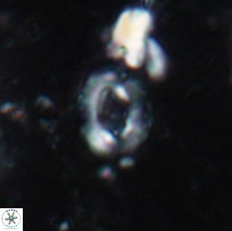 Crucibiscutum pinnatus 19641