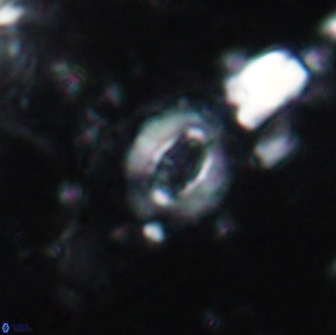 Crucibiscutum pinnatus 19642
