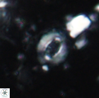 Crucibiscutum pinnatus 19642