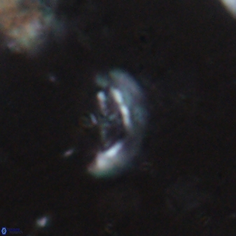 Crucibiscutum pinnatus 19656