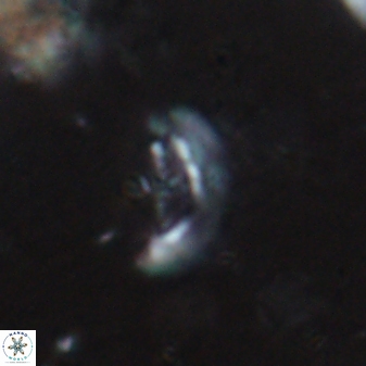 Crucibiscutum pinnatus 19656
