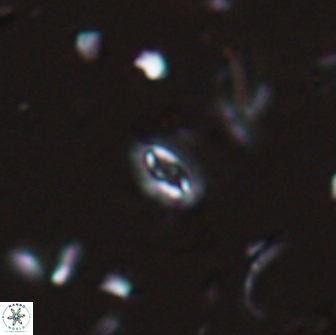 Crucibiscutum salebrosum 17033