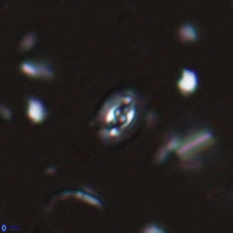 Crucibiscutum salebrosum 17035