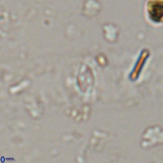 Crucibiscutum salebrosum 17037