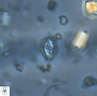 Crucibiscutum salebrosum 17038