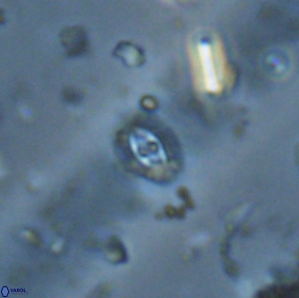 Crucibiscutum salebrosum 17039