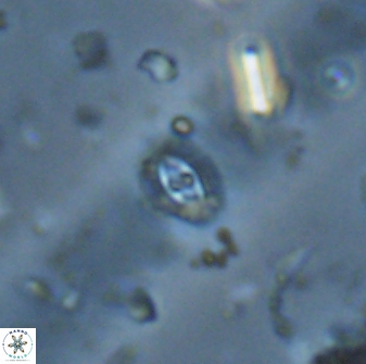 Crucibiscutum salebrosum 17039