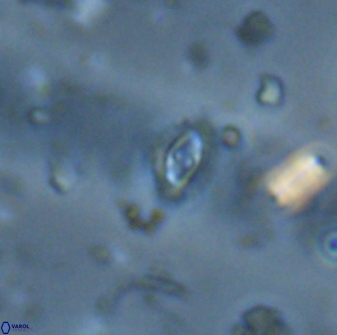 Crucibiscutum salebrosum 17040