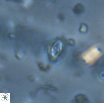 Crucibiscutum salebrosum 17040