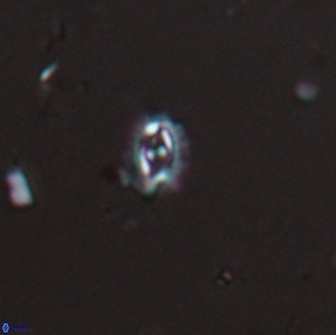 Crucibiscutum salebrosum 17052